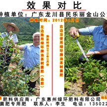 龍川油茶相片