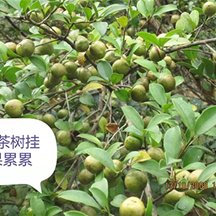 油茶樹(shù)掛果累累